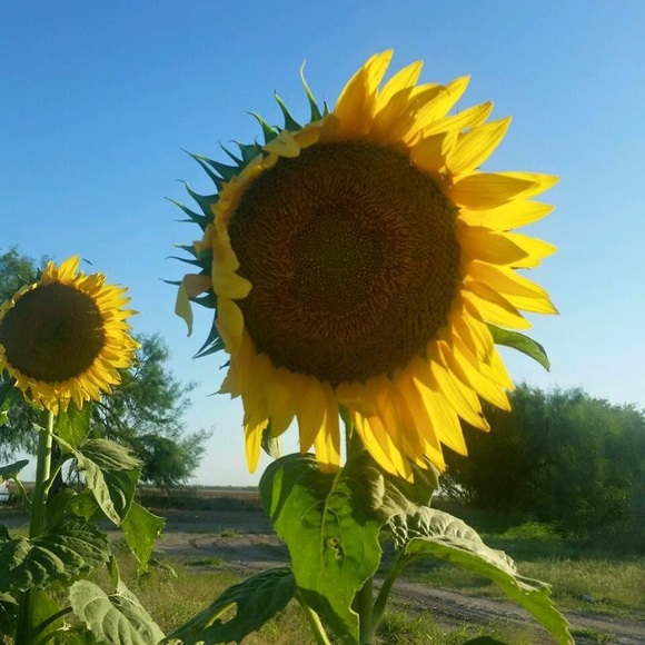 Meet your Posher, Anna - Picture 1 of 1